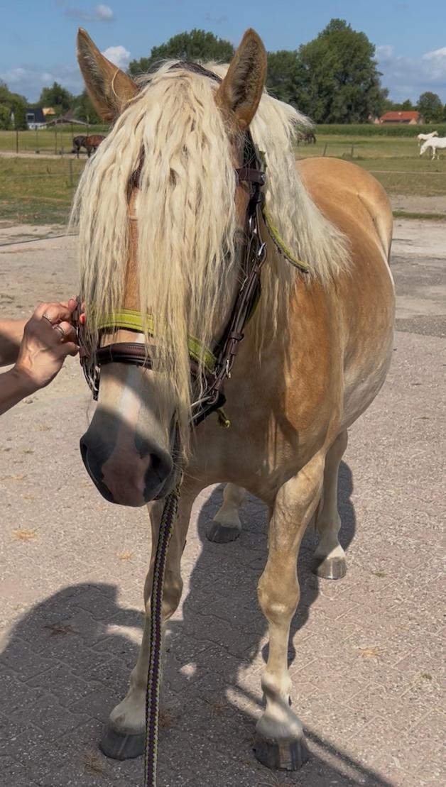 Eerste bit en hoofdstel bij beleren jong paard