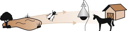 Dazenval TaonX, compleet