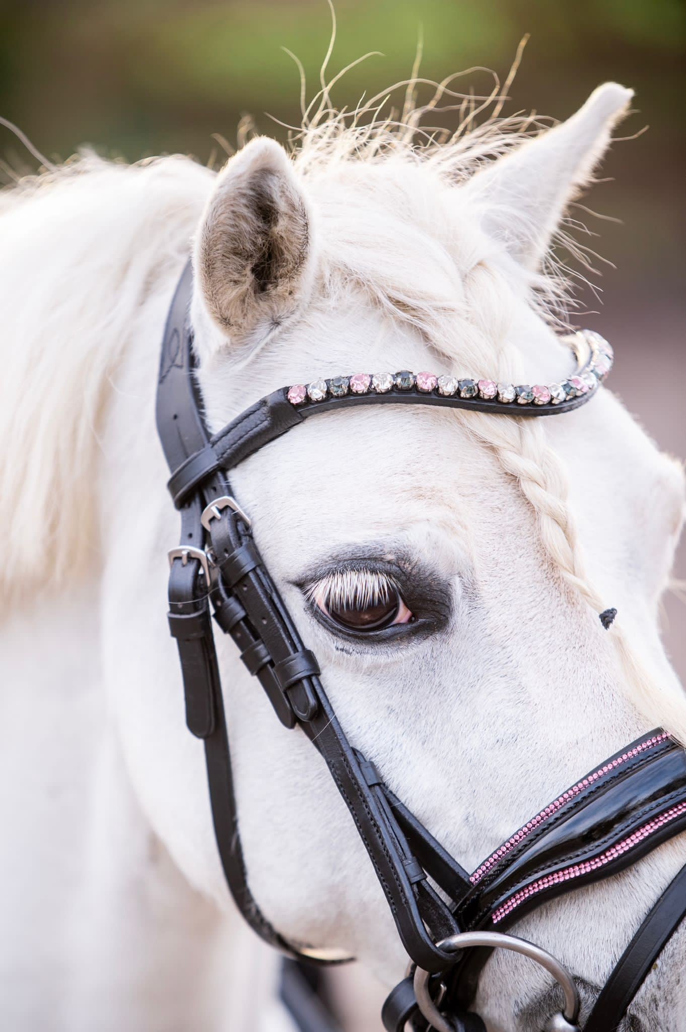 HB Showtime Special A pony hoofdstel