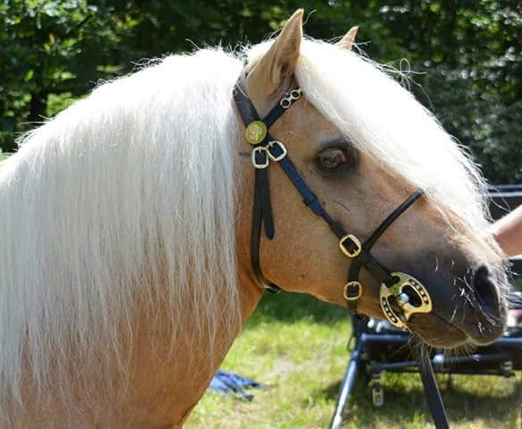 HB luxe voorbrenghoofdstel