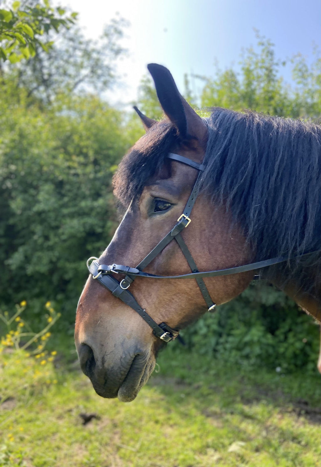 YHR combinatiehoofdstel Vegan