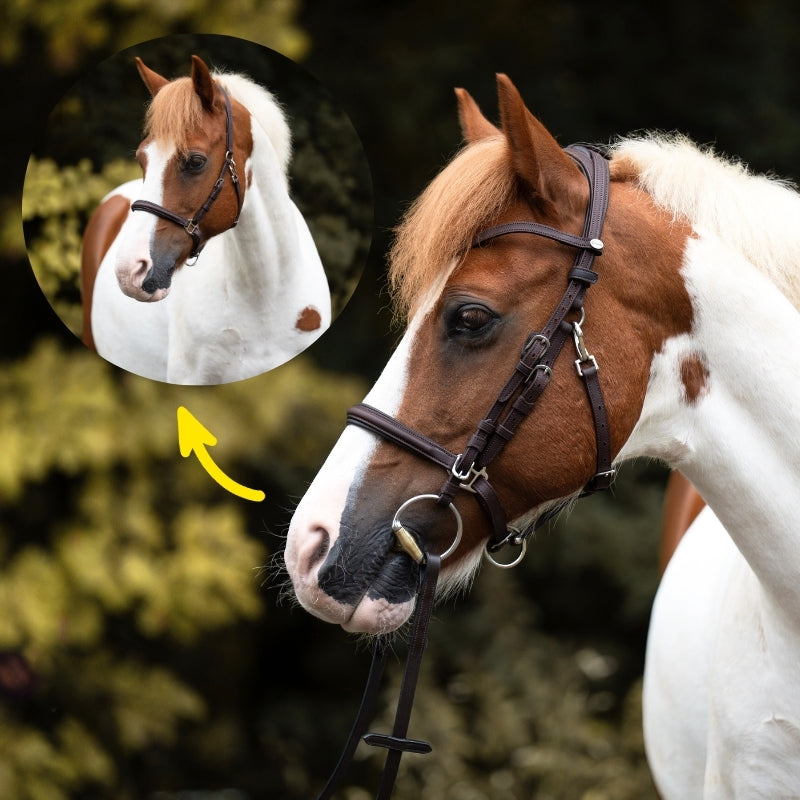 Kavalkade 2in1 Halster-Hoofdstel Artemis