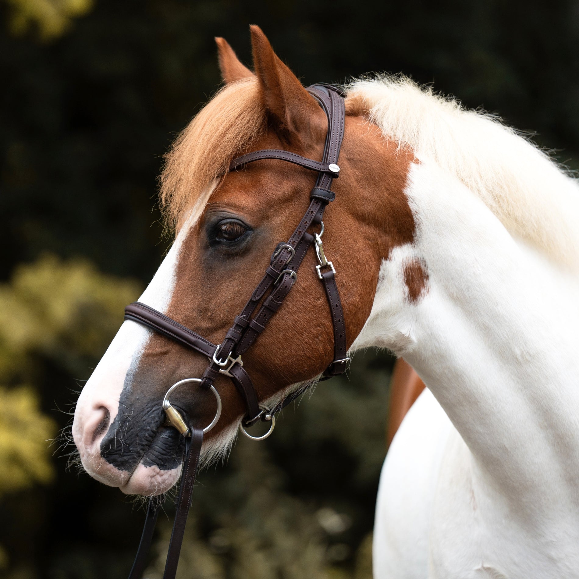 Kavalkade 2in1 Halster-Hoofdstel Artemis