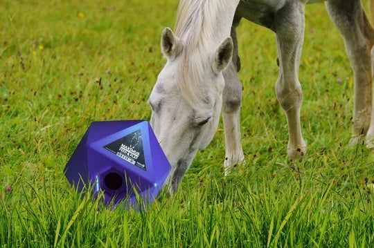 Maximus Feed and Play