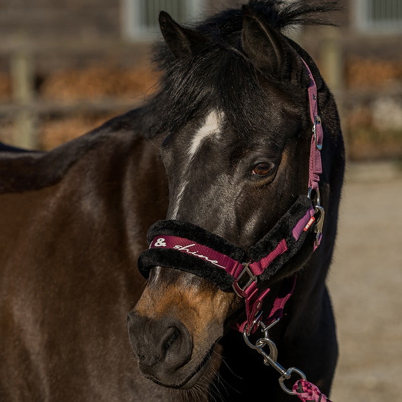 Red Horse halsterset, paars
