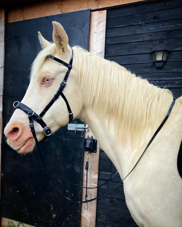 YHR combinatiehoofdstel Vegan