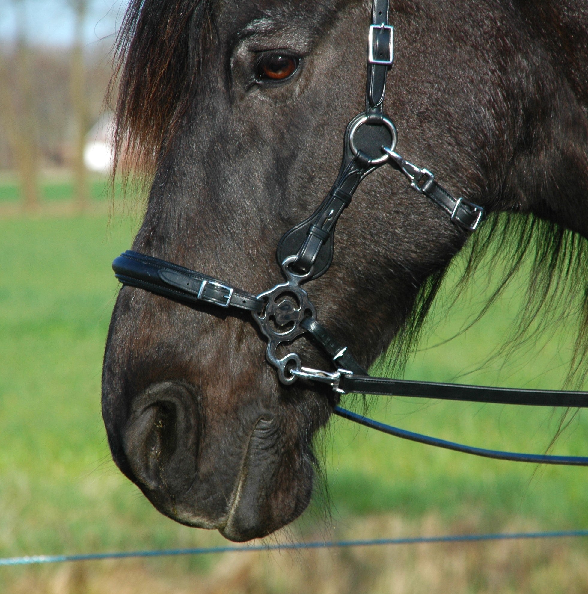 F.R.A. Calli hackamore