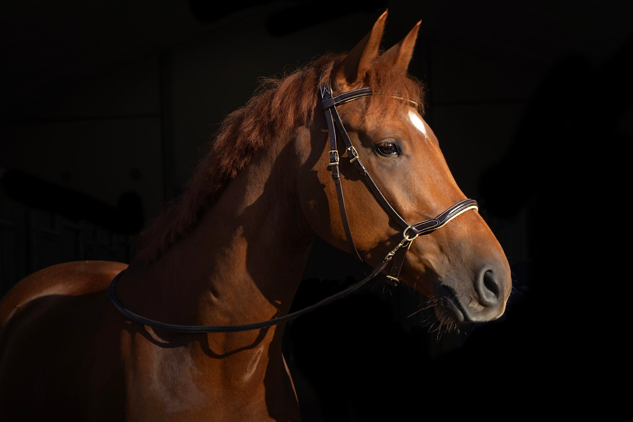F.R.A. Kiona bitloos hoofdstel