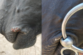 #Subsella, voorkom schuurplekken