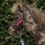 Jolly halsterset - Afbeelding 2