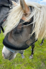 Horka anti vliegenmasker UV-bescherming - Afbeelding 2