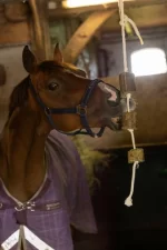 Lax Luzerne aan Speeltouw voor Paarden - Afbeelding 2