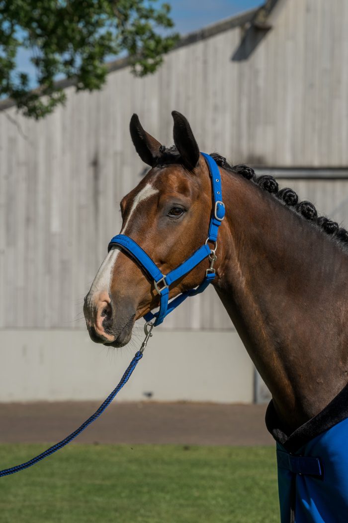 Horka Pro Embossed blauw collectie - Afbeelding 3