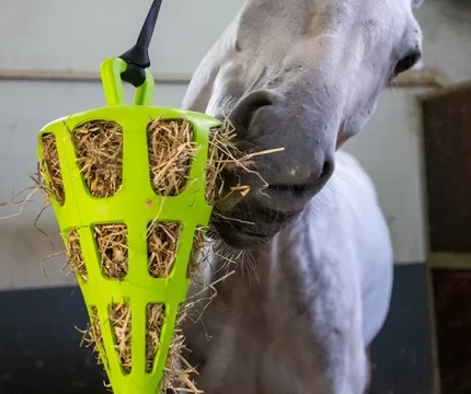hay