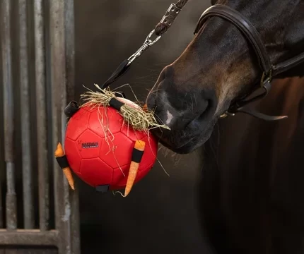 maximus