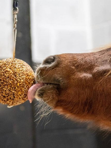 likit granola bal paard