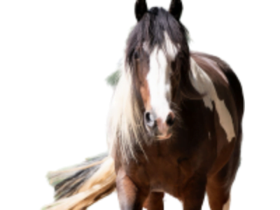 staart en manen puur paardenkracht