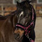 Red Horse halsterset, paars - Afbeelding 2