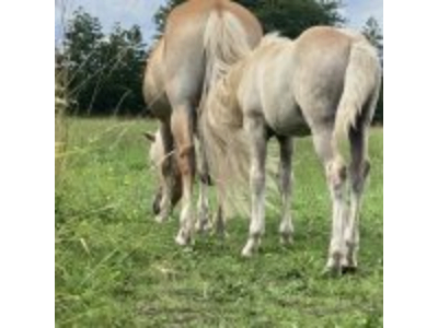 paddock puur paardenkracht