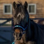 red horse halsterset