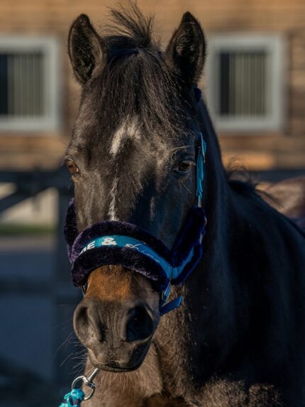 red horse halsterset