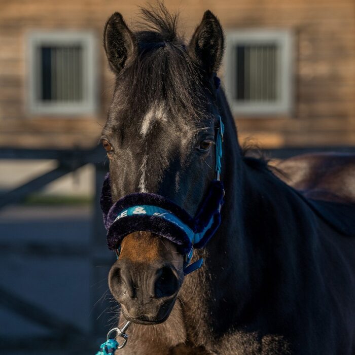 red horse halsterset red horse halsterset