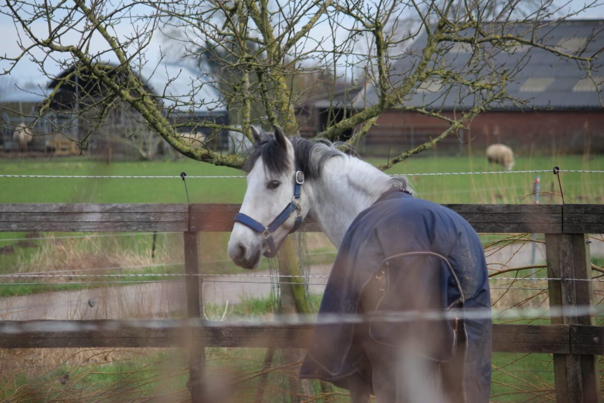 barok koudbloed paard