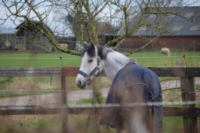 barok koudbloed paard