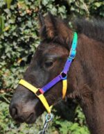 HKM regenboog halster Shetland