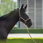 Horka halsterset neon