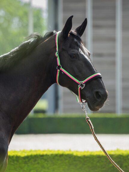 Horka halsterset neon