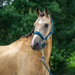 Horka halsterset classic delight - Afbeelding 2