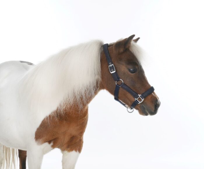 HB halster glitter navy