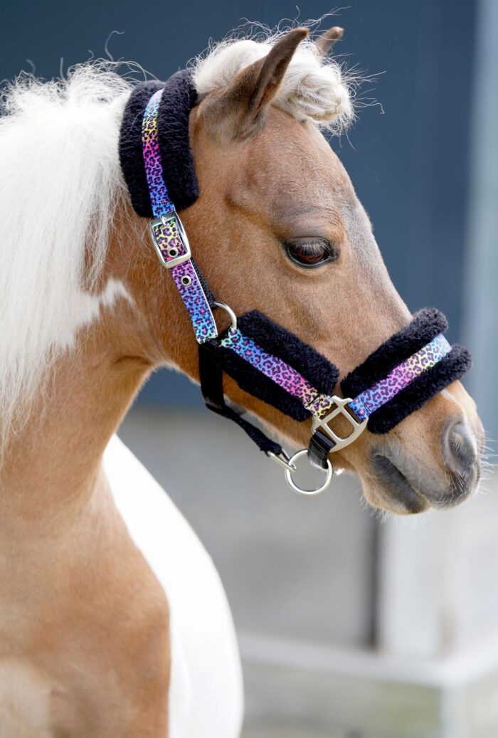 HB halster little pony HB halster little pony