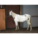 Excellent Hi Gloss Clean Spray - Afbeelding 2