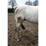 Excellent Hi Gloss Clean Spray