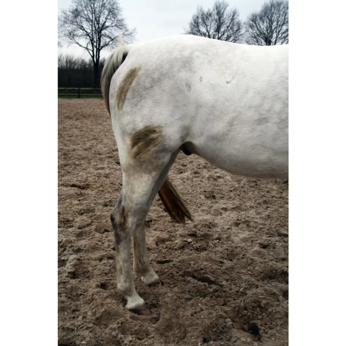 Excellent Hi Gloss Clean Spray