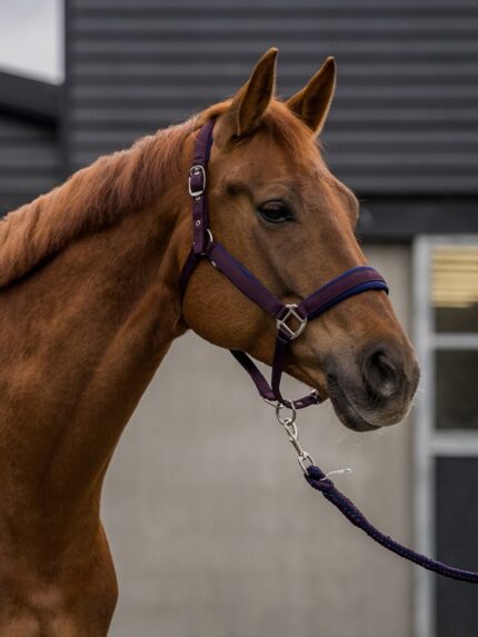 Horka halsterset neopreen