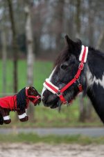 Cuddle pony startset