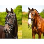 Bitfit en hoofdstelfit