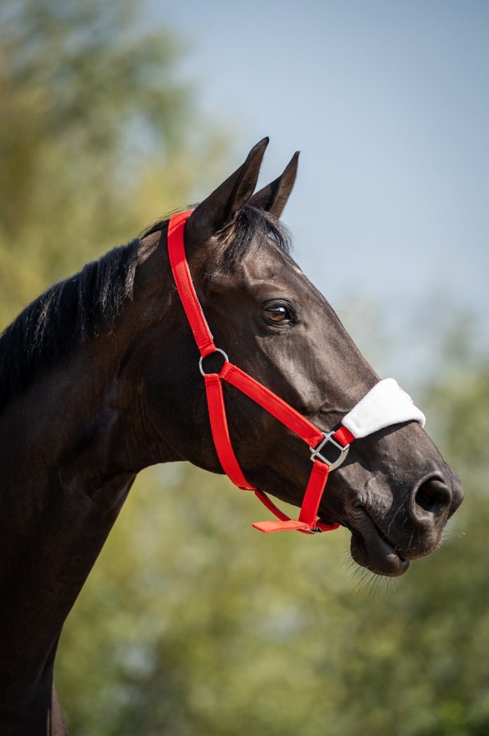 HB halster Xmas HB halster Xmas