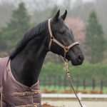 Horka halsterset Deluxe coffee