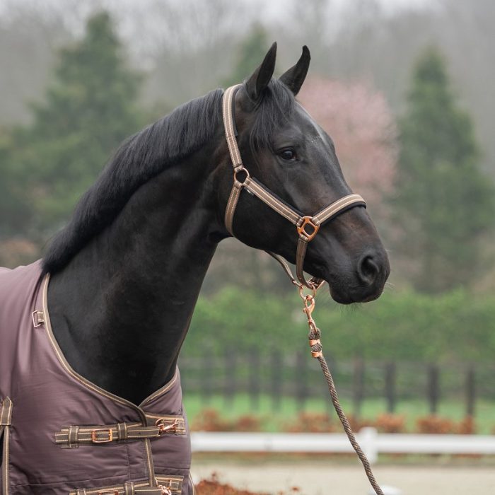 Horka halsterset Deluxe coffee Horka halsterset Deluxe coffee