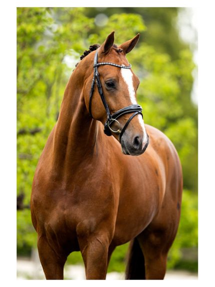 BR hoofdstel Bristol