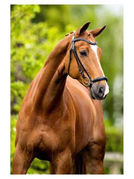 BR hoofdstel Hereford