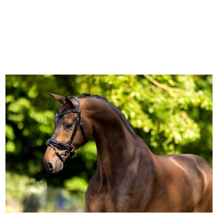 BR hoofdstel Kingston