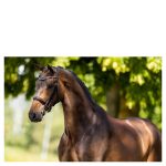 BR stang en trens hoofdstel Wendover