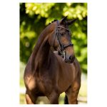 BR stang en trens hoofdstel Wendover