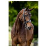 BR stang en trens hoofdstel Wendover