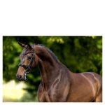 BR stang en trens hoofdstel Wendover